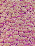 Buy Surface of the pancreas of a rabbit at AllPosters.com