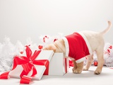 Labrador puppy looking in christmas gift box