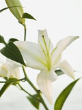 Buy Close up of lily at AllPosters.com