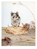 Buy Illustration of Mice by Edward Julius Detmold at AllPosters.com