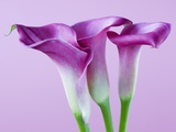 Purple Calla Lilies Photographic Print