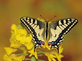 Swallowtail butterfly sitting on flower