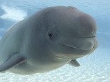 Beluga Whale, Marine Park, Niagara Falls, Ontario, Canada