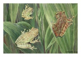 Tree toads change color depending on the humidity of the atmosphere.