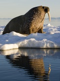 Buy Walrus on Iceberg Near Kapp Lee in Midnight Sun at AllPosters.com