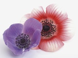 Anemonen, Anemone coronaria