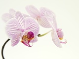Pink orchid