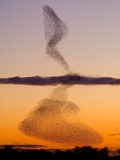 Flock of Starlings Avoiding a Peregrine Falcon at Dusk