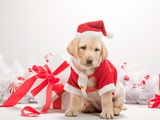 Labrador puppy in christmas costume