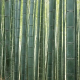 Bamoo Forest in Kyoto