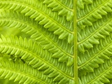 Buy Cinnamon Fern (Osmunda Cinnamomea) Detail of Emerging Fronds, Lively, Ontario, Canada. at AllPosters.com