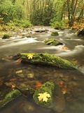 A Stream Flows Through the Rainforest at Goldstream Provincial Park Near Victoria, British Columbia