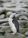 Buy A Chinstrap Penguin on the shore of Half Moon Island, Antarctic Archipelago at AllPosters.com