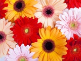 Buy Gerbera daisies at AllPosters.com