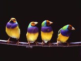 Parrots on a perch Photographic Print
