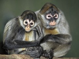 Buy Squirrel Monkeys, Calgary Zoo, Calgary, Alberta, Canada at AllPosters.com