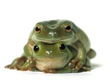 One Frog on Top of Another, White Background