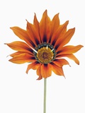 Treasure flower