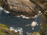 Buy Northern Fulmar diving off cliff over water at AllPosters.com