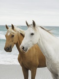 Horses on the beach
