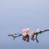 Cherry blossoms on water