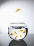 Goldfish jumping out of a bowl and escaping from the crowd