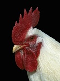 Buy Domestic Rooster (Gallus Domesticus) at AllPosters.com