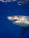 Great White Shark