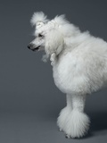 Buy White poodle standing in profile at AllPosters.com