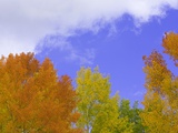 Quaking aspens in fall colors in Grand Teton National Park