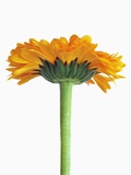 Buy Calendula Officinalis, Pot Marigold at AllPosters.com