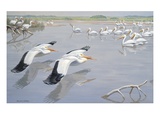 American white pelicans fly low over water near other pelicans