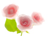 Pink rose