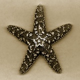 Buy Sugar Starfish at AllPosters.com