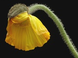 Corn poppy bud, close-up