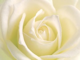 Close-Up of Rose