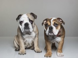 Bull Dog Puppies