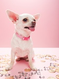 Chihuahua with jewels and coins