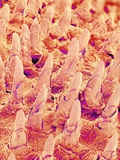 Buy Tongue filiform papillae of a rabbit magnified x300 at AllPosters.com