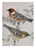 Buy A Painting of a Pair of Bay-Breasted Warblers Perched on a Branch at AllPosters.com