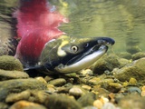 Sockeye Salmon, Adams River, Shuswap, British Columbia, Canada