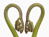Buy Fern sprouts at AllPosters.com