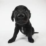 Puppy Looking at Camera