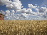 Old Barn in Wheat Field