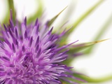 Marian thistle