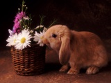 Buy Bunny Smelling Basket of Daisies at AllPosters.com