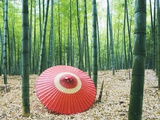 Buy Coarse Oilpaper Umbrella in Bamboo Forest, Muko City, Kyoto Prefecture, Japan at AllPosters.com