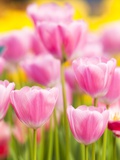 Buy Light pink tulips at AllPosters.com