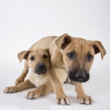 Tan Mastiff puppies