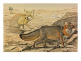 Buy A Painting of a Desert Fox with its Prey and a Gray Fox Walking at AllPosters.com